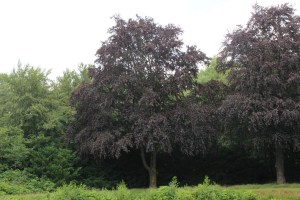 Fagus sylvatica Atropunicea (1) (1200 x 800).jpg_product_product